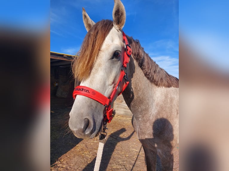 More ponies/small horses Mix Stallion 3 years 14,2 hh Grey-Red-Tan in Zwolle