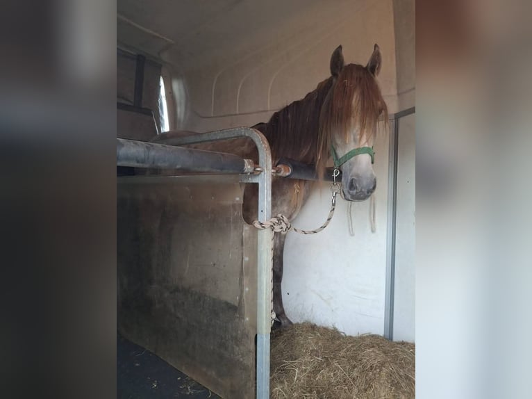 More ponies/small horses Mix Stallion 3 years 14,2 hh Grey-Red-Tan in Zwolle