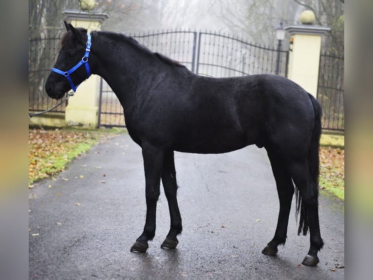 More ponies/small horses Stallion 6 years 14,2 hh Black in Debrecen