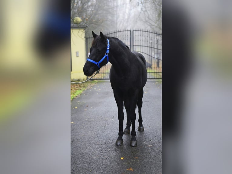 More ponies/small horses Stallion 6 years 14,2 hh Black in Debrecen
