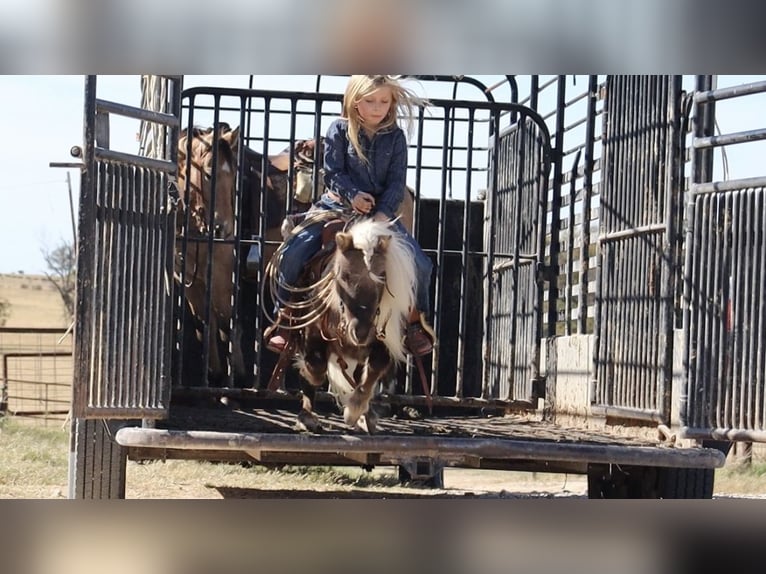More ponies/small horses Stallion 7 years 8,1 hh Palomino in Stephenville