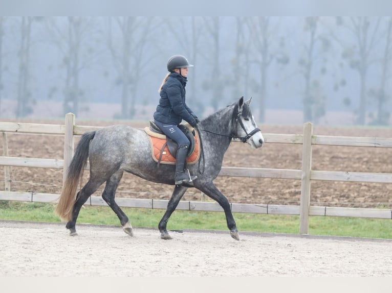 More ponies/small horses Stallion 8 years 14,1 hh Grey-Blue-Tan in Bogaarden