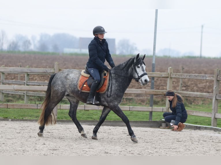 More ponies/small horses Stallion 8 years 14,1 hh Grey-Blue-Tan in Bogaarden