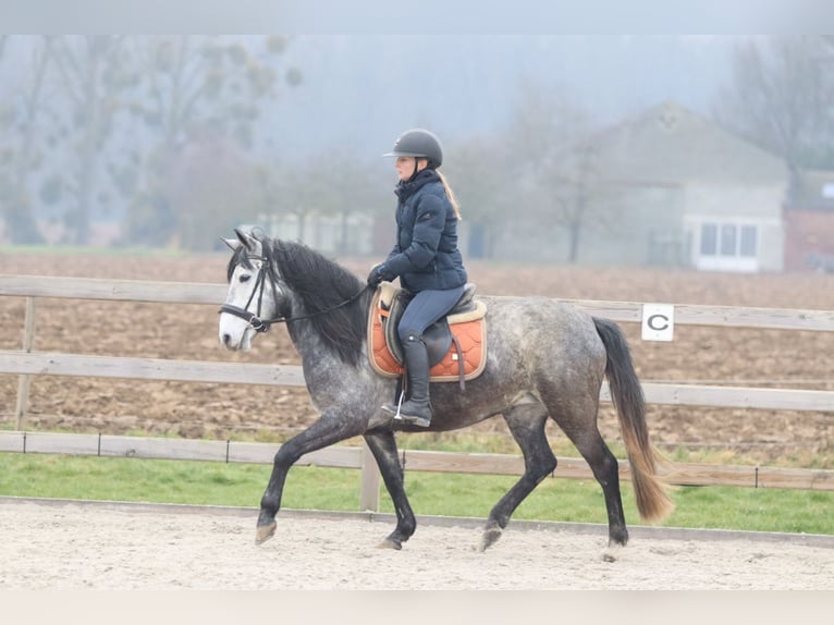 More ponies/small horses Stallion 8 years 14,1 hh Grey-Blue-Tan in Bogaarden
