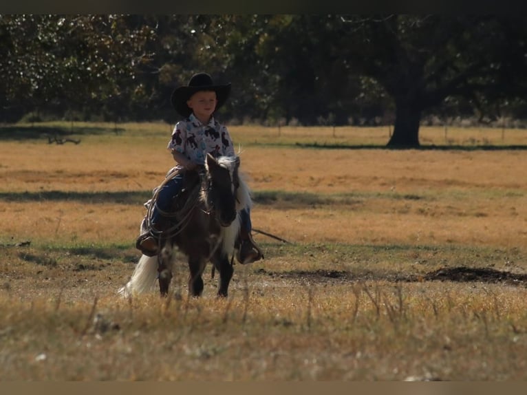 More ponies/small horses Stallion 8 years 8,1 hh Palomino in Stephenville