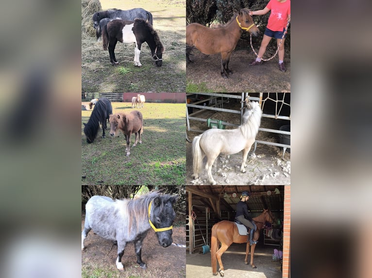 More ponies/small horses Mix Stallion Foal (04/2025) 11,2 hh Leopard-Piebald in Freren