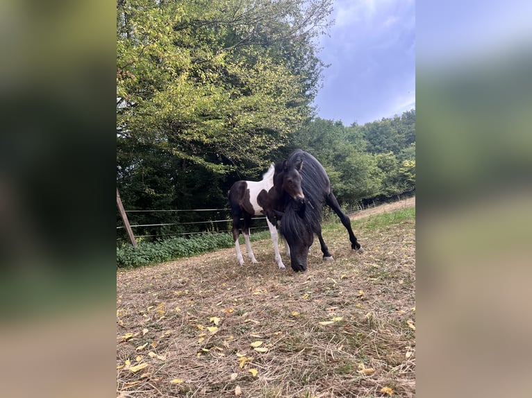 More ponies/small horses Stallion Foal (06/2025) 12,1 hh Pinto in Petitefontaine More ponies/small horses Stallion Foal (06/2025) 12,1 hh Pinto in Petitefontaine