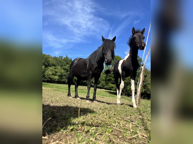 More ponies/small horses Stallion Foal (06/2025) 12,1 hh Pinto in Petitefontaine More ponies/small horses Stallion Foal (06/2025) 12,1 hh Pinto in Petitefontaine