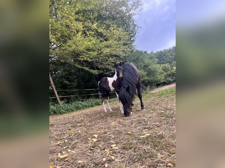 More ponies/small horses Stallion Foal (06/2025) 12,1 hh Pinto in Petitefontaine More ponies/small horses Stallion Foal (06/2025) 12,1 hh Pinto in Petitefontaine