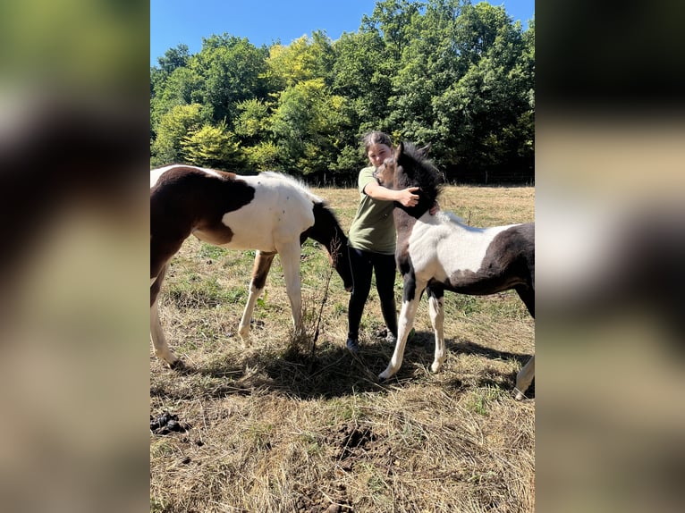 More ponies/small horses Stallion Foal (06/2025) 12,1 hh Pinto in Petitefontaine More ponies/small horses Stallion Foal (06/2025) 12,1 hh Pinto in Petitefontaine