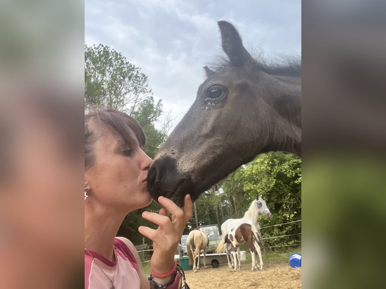 More ponies/small horses Stallion Foal (06/2025) 12,1 hh Pinto in Petitefontaine More ponies/small horses Stallion Foal (06/2025) 12,1 hh Pinto in Petitefontaine