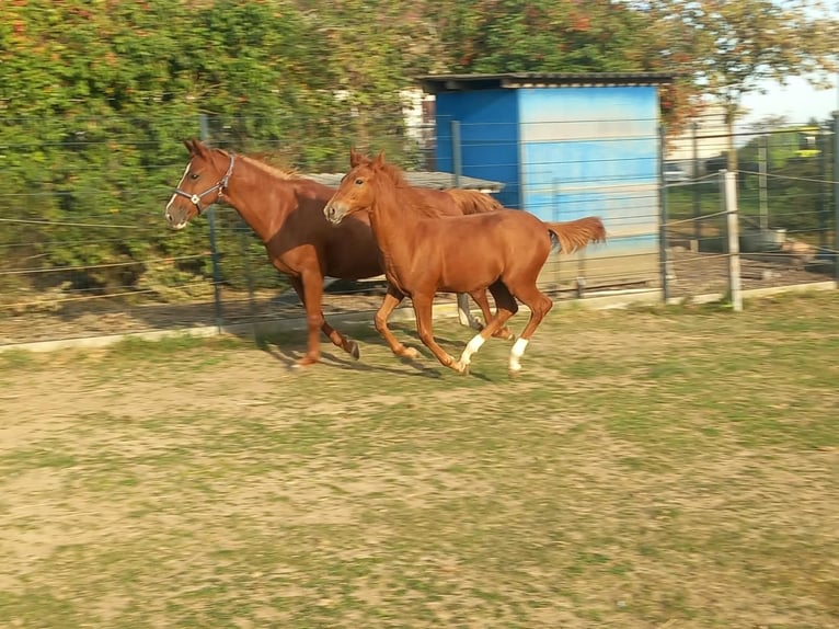 More ponies/small horses Stallion Foal (04/2026) 14.2 hh Chestnut-Red in Öllingen