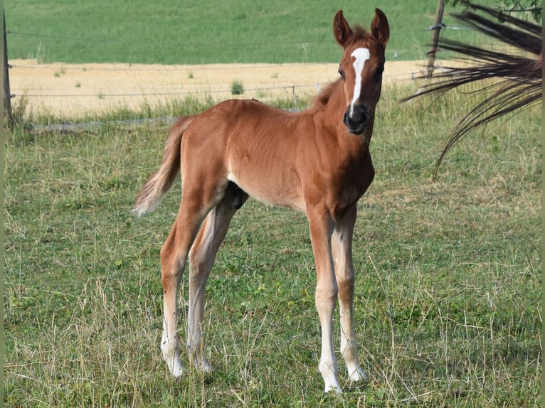 More ponies/small horses Stallion Foal (05/2026) 14.2 hh Chestnut-Red in Muri AG