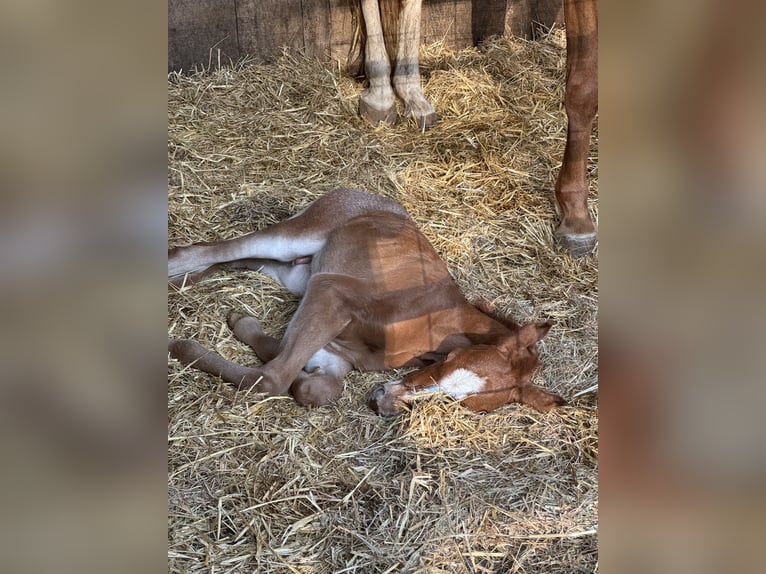 More ponies/small horses Stallion Foal (05/2025) 14 hh Can be white in Suderburg