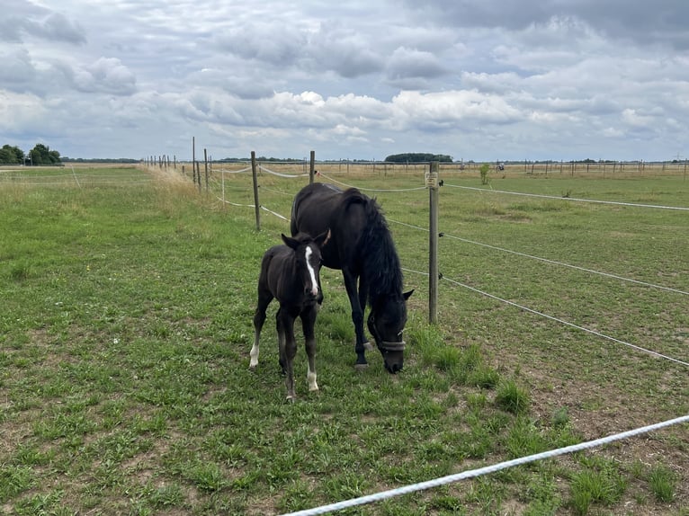 More ponies/small horses Stallion Foal (06/2026) Black in Ingolstadt