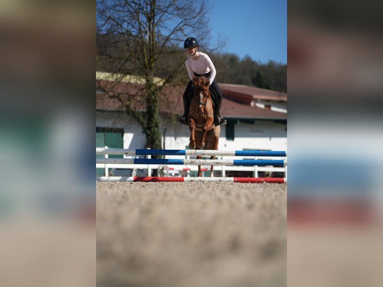 More ponies/small horses Unknown 12 years 12.2 hh Chestnut-Red in Wächtersbach