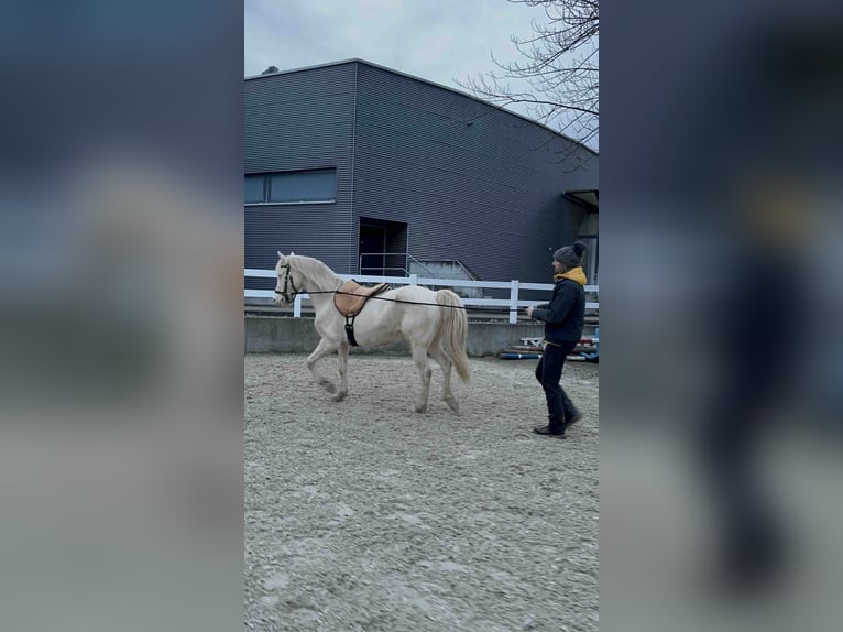 Morgan Sto 8 år 155 cm Perlino in Adetswil