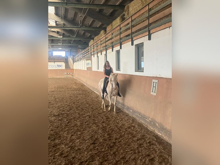 Morgan Sto 8 år 155 cm Perlino in Adetswil