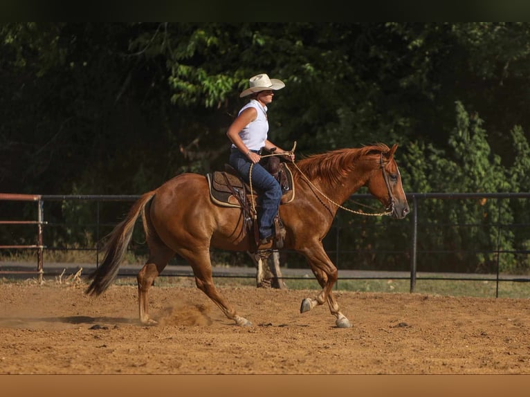 Morgan Valack 8 år 155 cm Fux in Joshua, TX