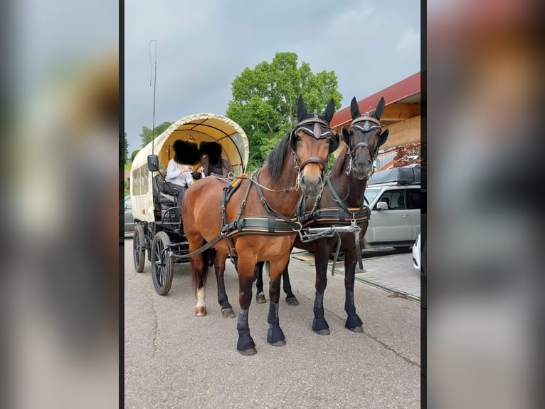 Moritzburg Caballo castrado 18 años 163 cm Castaño oscuro in Weil am Rhein