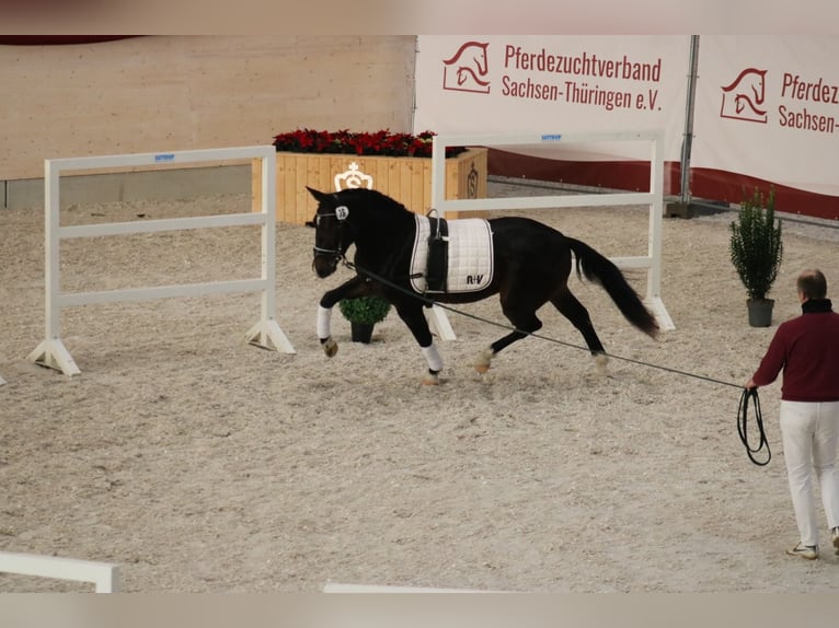 Moritzburg Caballo castrado 2 años 161 cm Morcillo in D&#xF6;beln