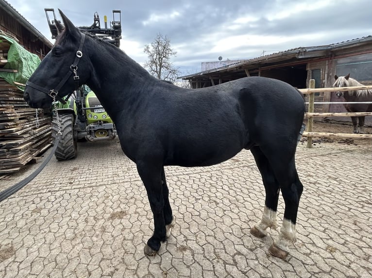 Moritzburg Caballo castrado 2 años 165 cm Negro in Laichingen Machtolsheim