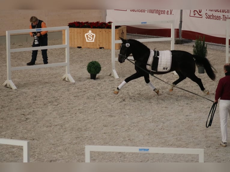 Moritzburg Caballo castrado 3 años 161 cm Morcillo in Döbeln