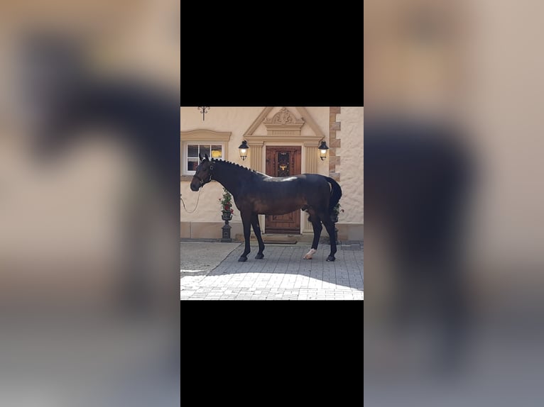 Moritzburg Caballo castrado 3 años 164 cm Castaño oscuro in Schöppingen