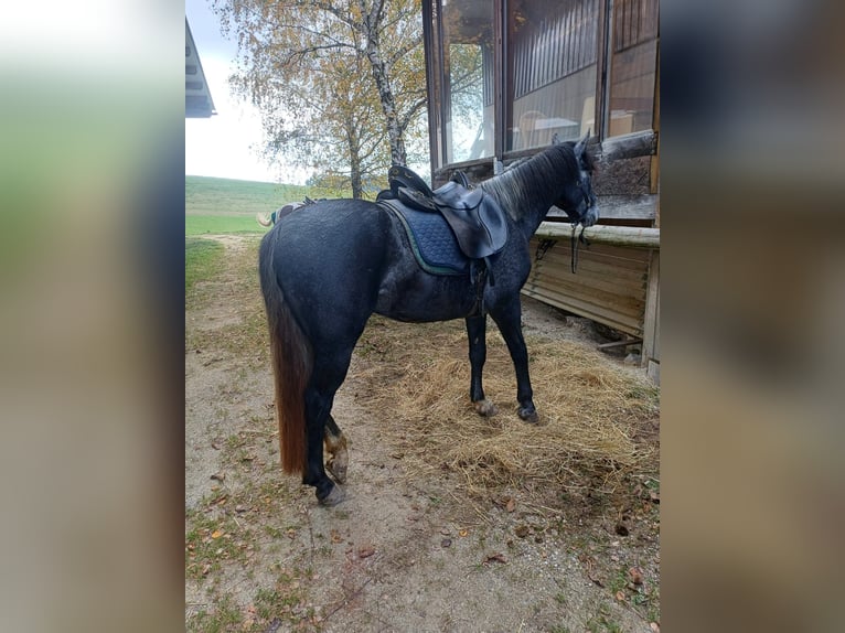 Moritzburg Caballo castrado 4 años 165 cm in Ottenschlag