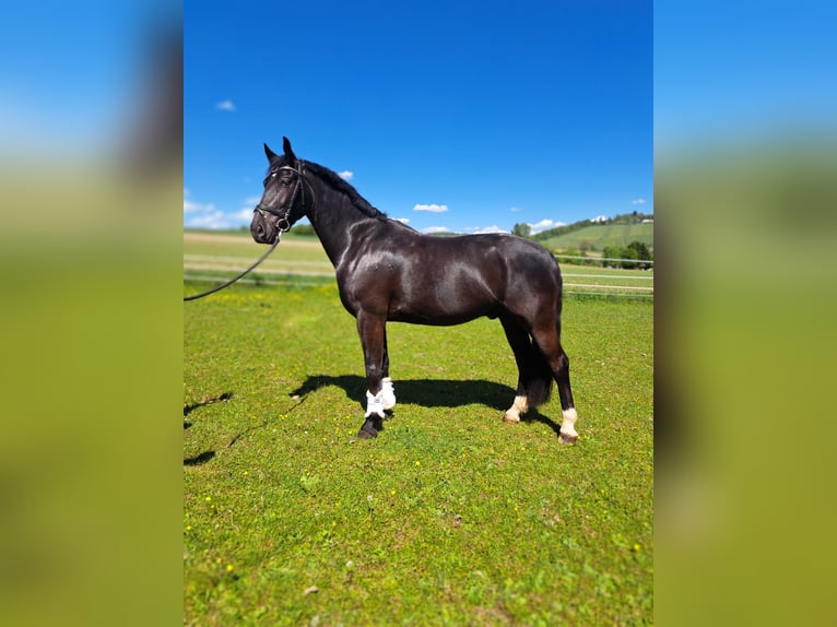 Moritzburg Caballo castrado 4 años 166 cm Negro in Winnenden