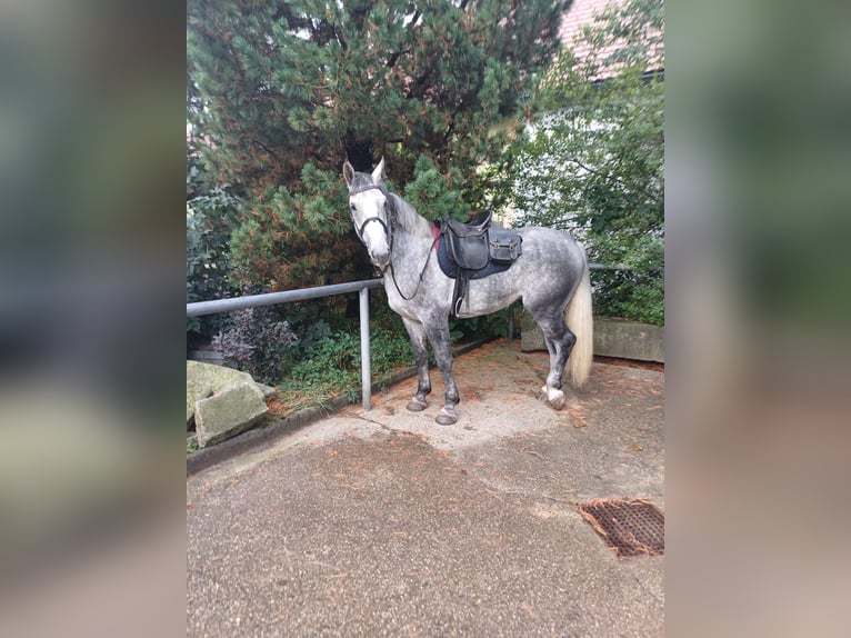 Moritzburg Caballo castrado 6 años 170 cm in Ottenschlag