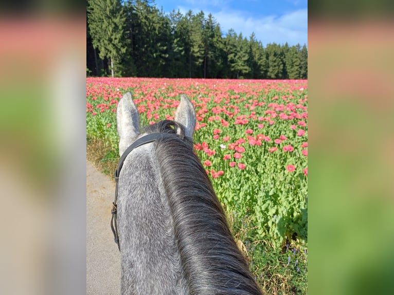 Moritzburg Caballo castrado 6 años 170 cm in Ottenschlag