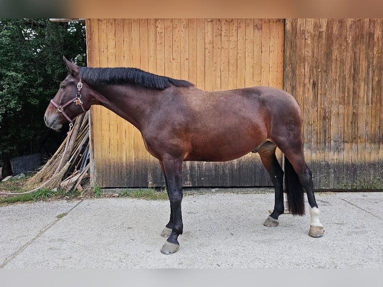 Moritzburg Caballo castrado 7 años 175 cm in Gauting