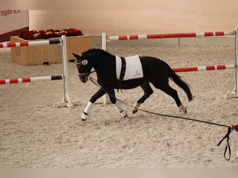 Moritzburg Castrone 2 Anni 163 cm Baio scuro in D&#xF6;beln