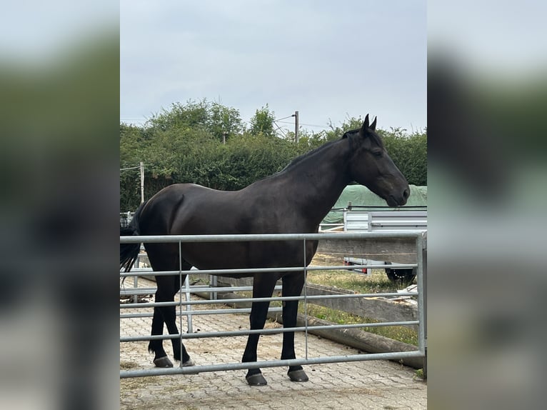 Moritzburg Castrone 4 Anni 170 cm Morello in Hamm