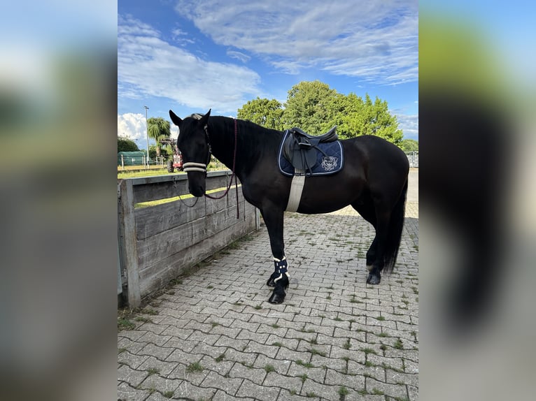 Moritzburg Castrone 4 Anni 170 cm Morello in Hamm