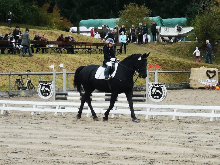 Moritzburg Castrone 4 Anni  in Ellefeld