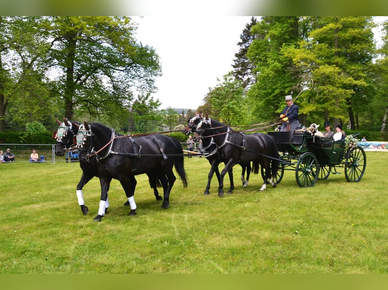 Moritzburg Castrone 4 Anni  in Ellefeld