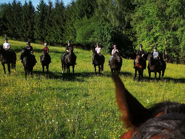 Moritzburg Castrone 4 Anni  in Ellefeld