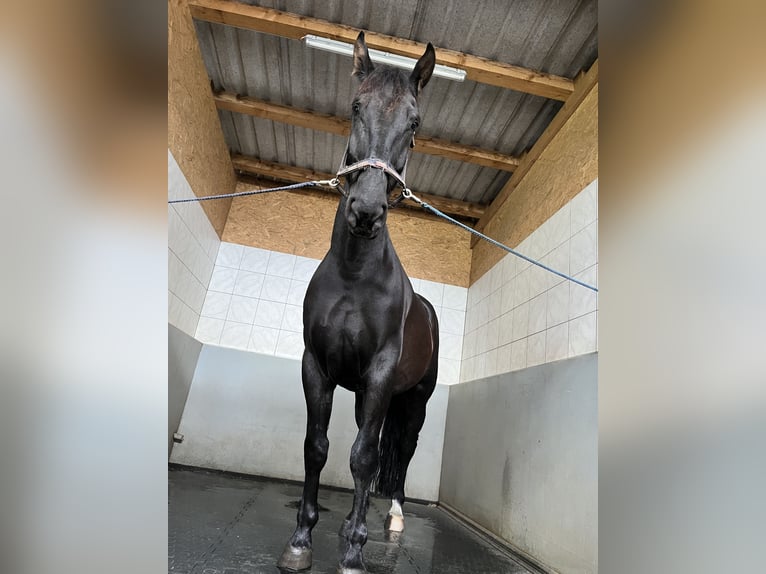 Moritzburg Mix Castrone 8 Anni 173 cm Morello in Sankt Veit im Pongau