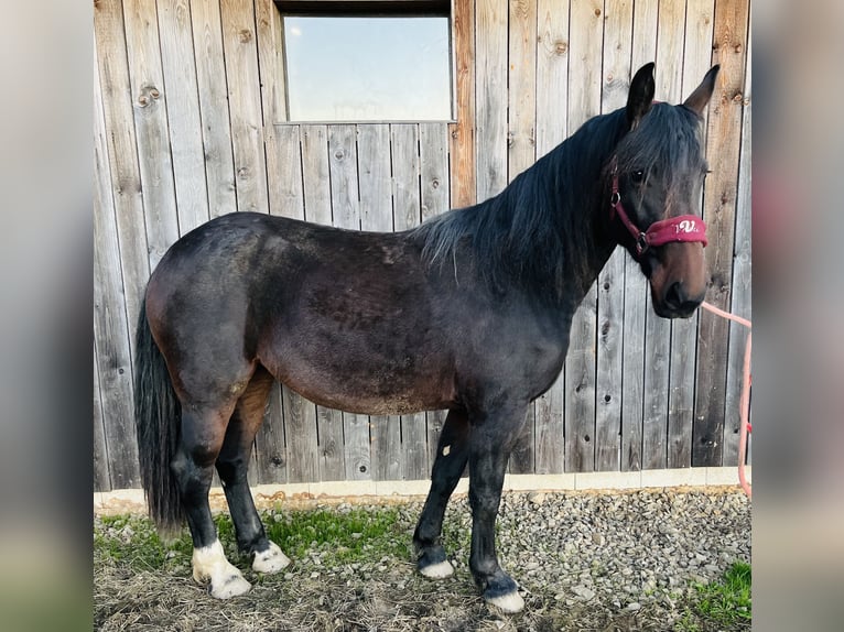 Moritzburg Mix Giumenta 2 Anni 155 cm Baio in Kirchendemenreuth