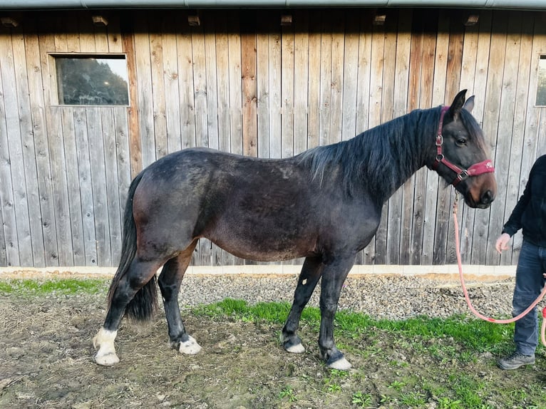 Moritzburg Mix Giumenta 2 Anni 155 cm Baio in Kirchendemenreuth