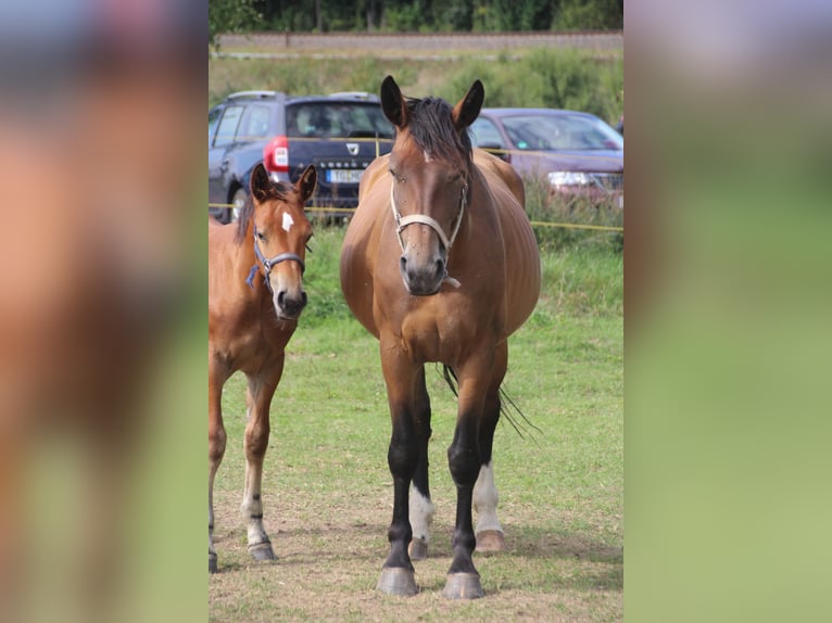 Moritzburg Giumenta 7 Anni 165 cm Baio in DöbelnDöbeln