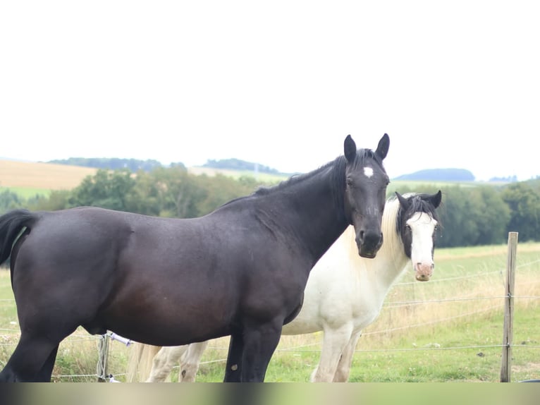 Moritzburg Hongre 11 Ans 168 cm Noir in Paschel Moritzburg Hongre 11 Ans 168 cm Noir in Paschel