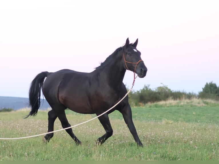 Moritzburg Hongre 11 Ans 168 cm Noir in Paschel Moritzburg Hongre 11 Ans 168 cm Noir in Paschel