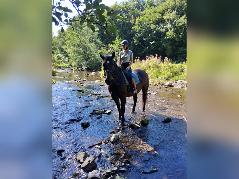 Moritzburg Hongre 11 Ans 168 cm Noir in Paschel Moritzburg Hongre 11 Ans 168 cm Noir in Paschel