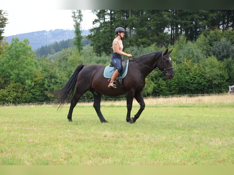 Moritzburg Hongre 11 Ans 168 cm Noir in VierherrenbornPaschel