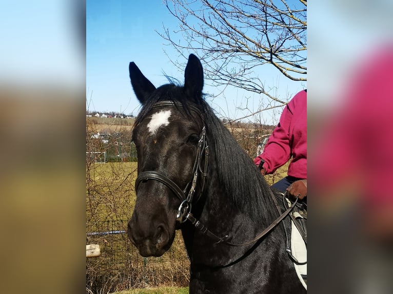 Moritzburg Hongre 4 Ans  in Ellefeld