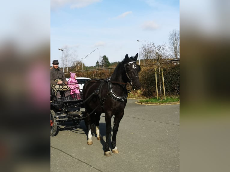 Moritzburg Hongre 4 Ans  in Ellefeld