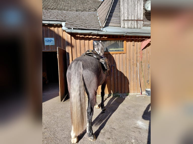 Moritzburg Hongre 5 Ans 168 cm Rouan bleu in Ottenschlag